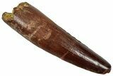 Fossil Spinosaurus Tooth - Real Dinosaur Tooth #356805-1